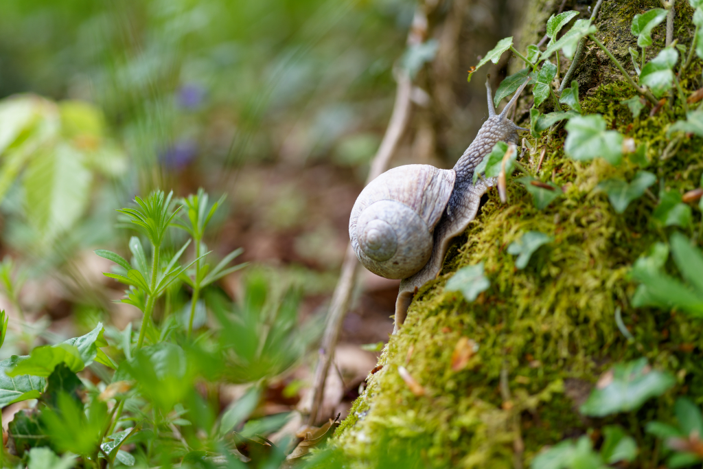 Schnecke am Baumstamm