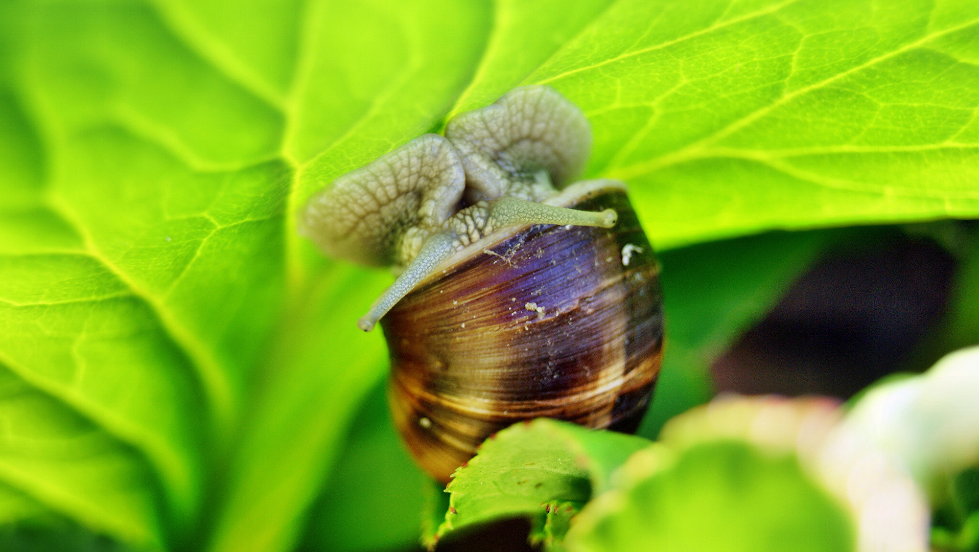 Schnecke am beleuchteten Blatt