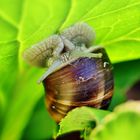 Schnecke am beleuchteten Blatt