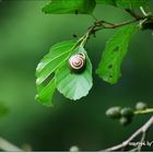 Schnecke am Blatt