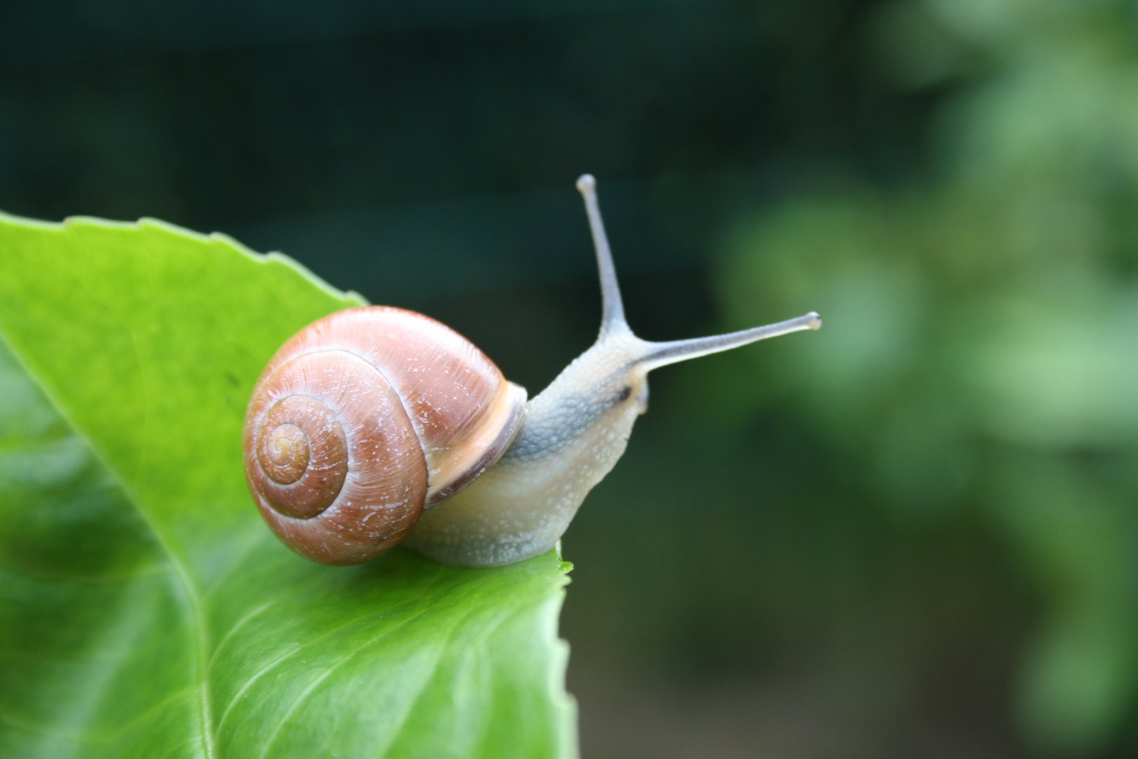 Schnecke am Blattrand