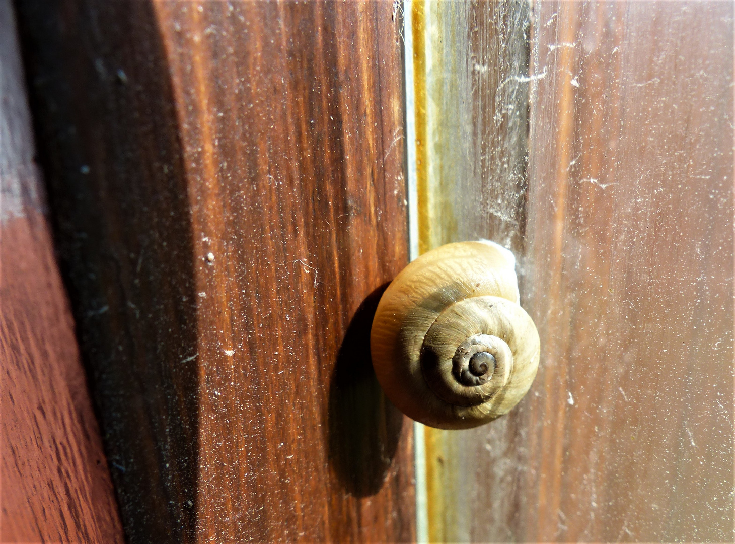 Schnecke am Fenster