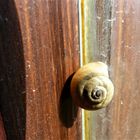 Schnecke am Fenster