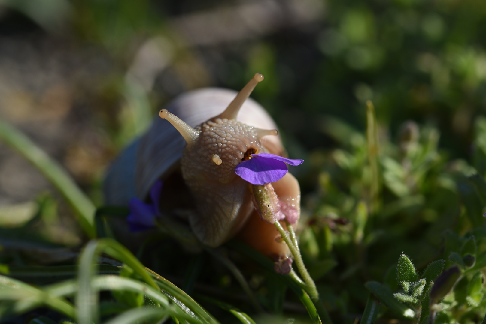 Schnecke am "Frühstücken"