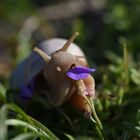 Schnecke am "Frühstücken"