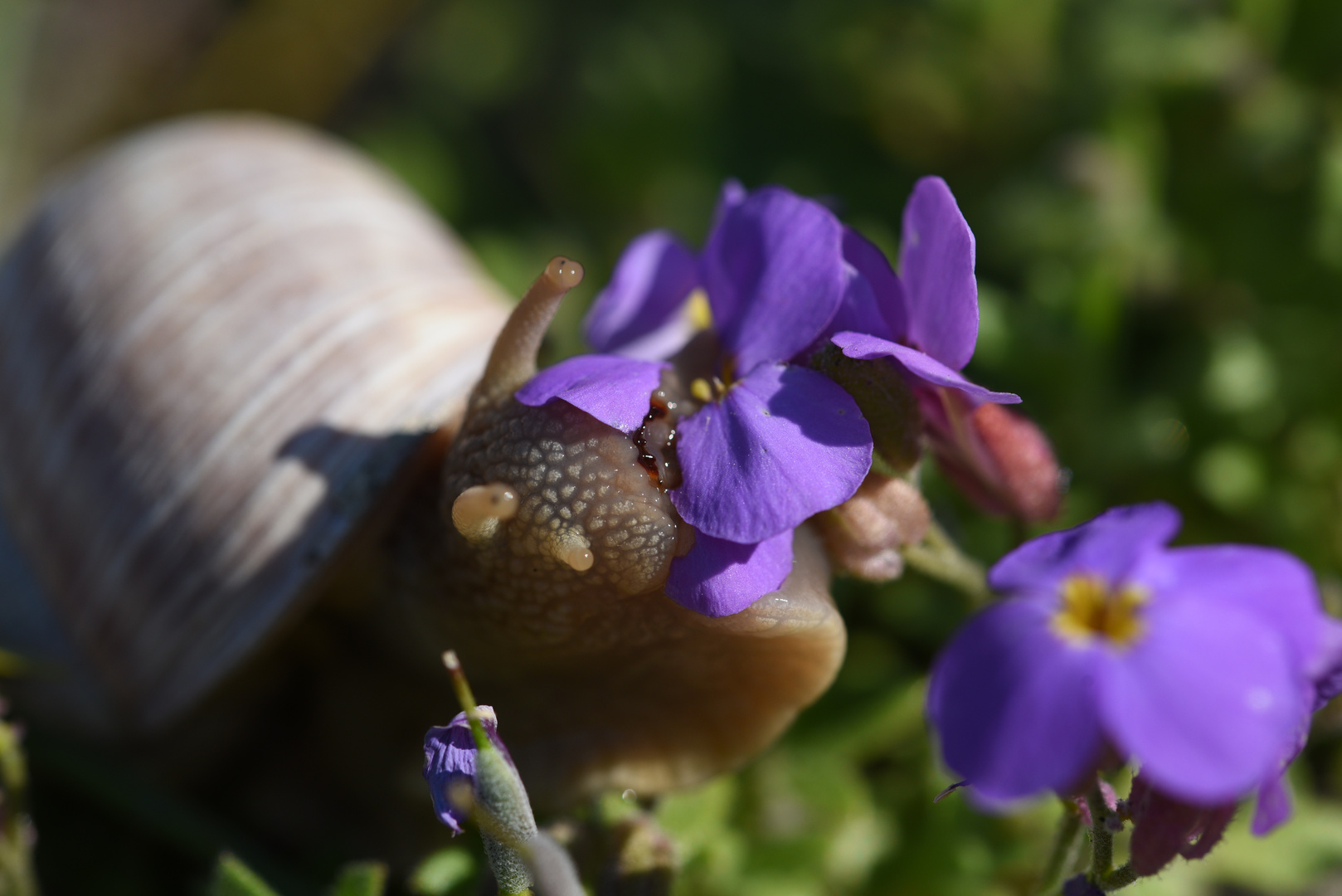 Schnecke am Frühstücken(A)