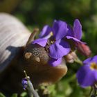 Schnecke am Frühstücken(A)