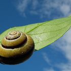 Schnecke am Himmel