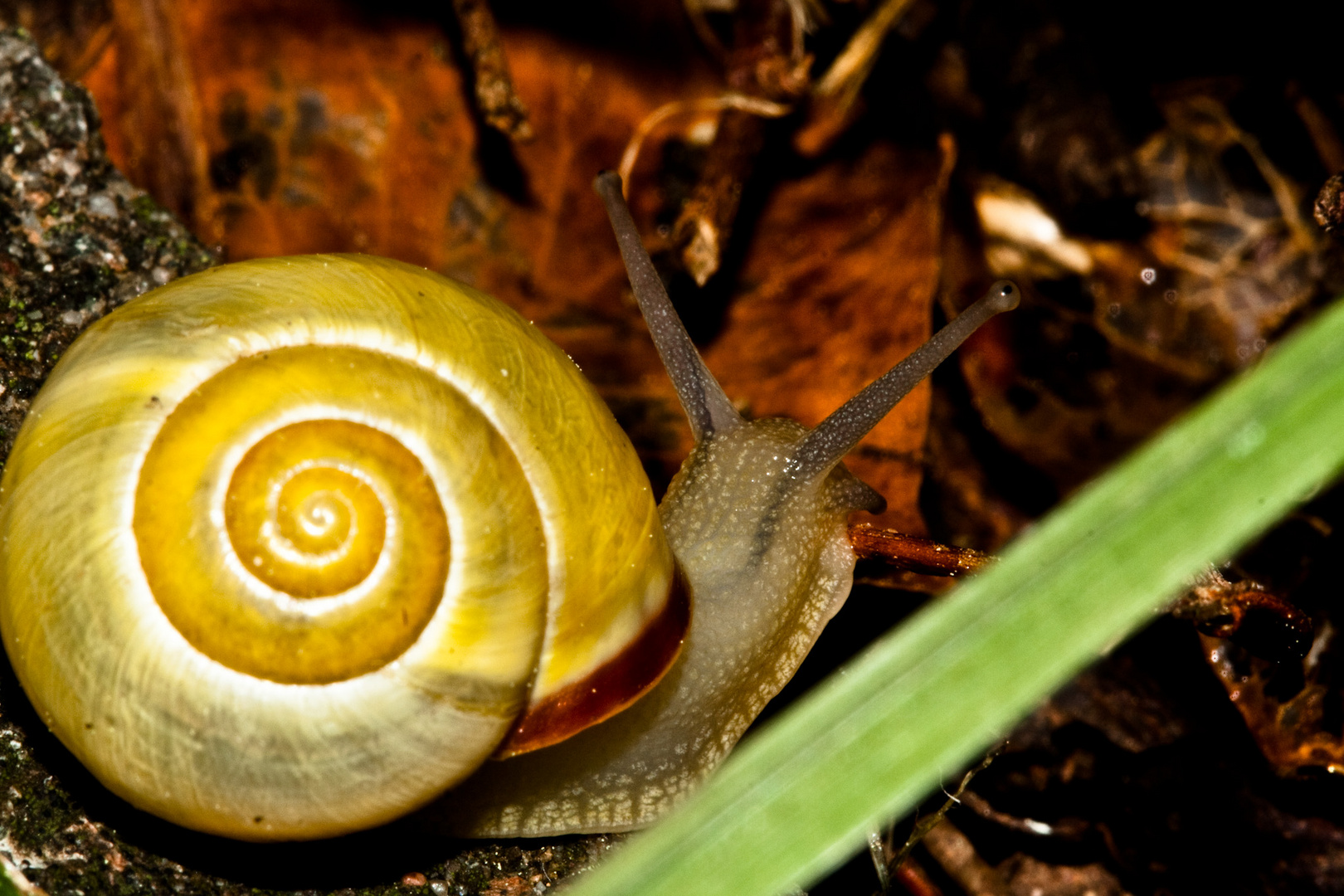 Schnecke am Höllenschlund