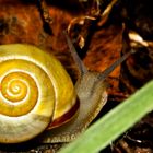 Schnecke am Höllenschlund