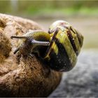 SCHNECKE am "Kletterfelsen" ! :-))