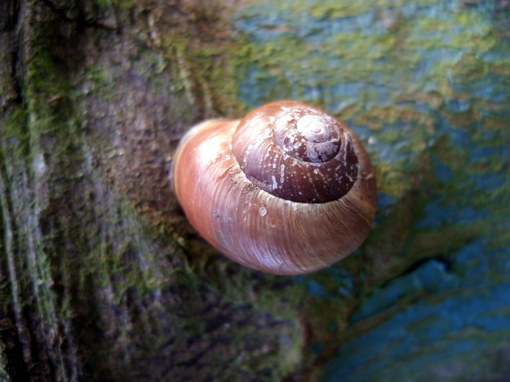 Schnecke am Marterpfahl