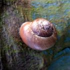 Schnecke am Marterpfahl