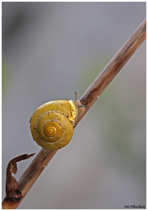 Schnecke am Morgen