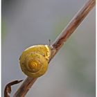 Schnecke am Morgen