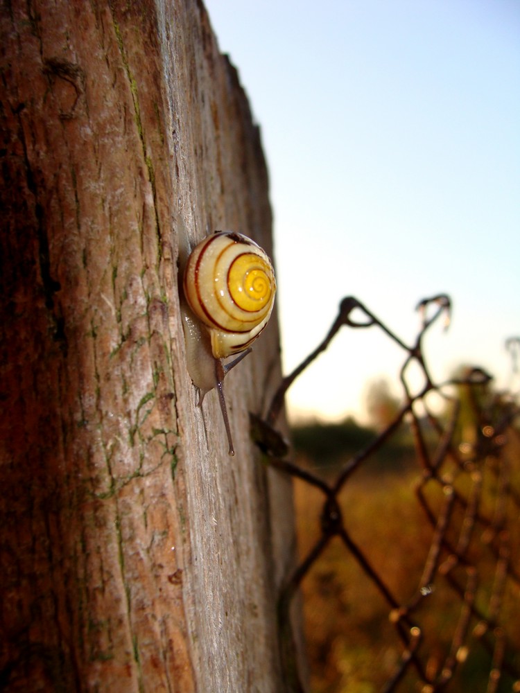 schnecke am morgen