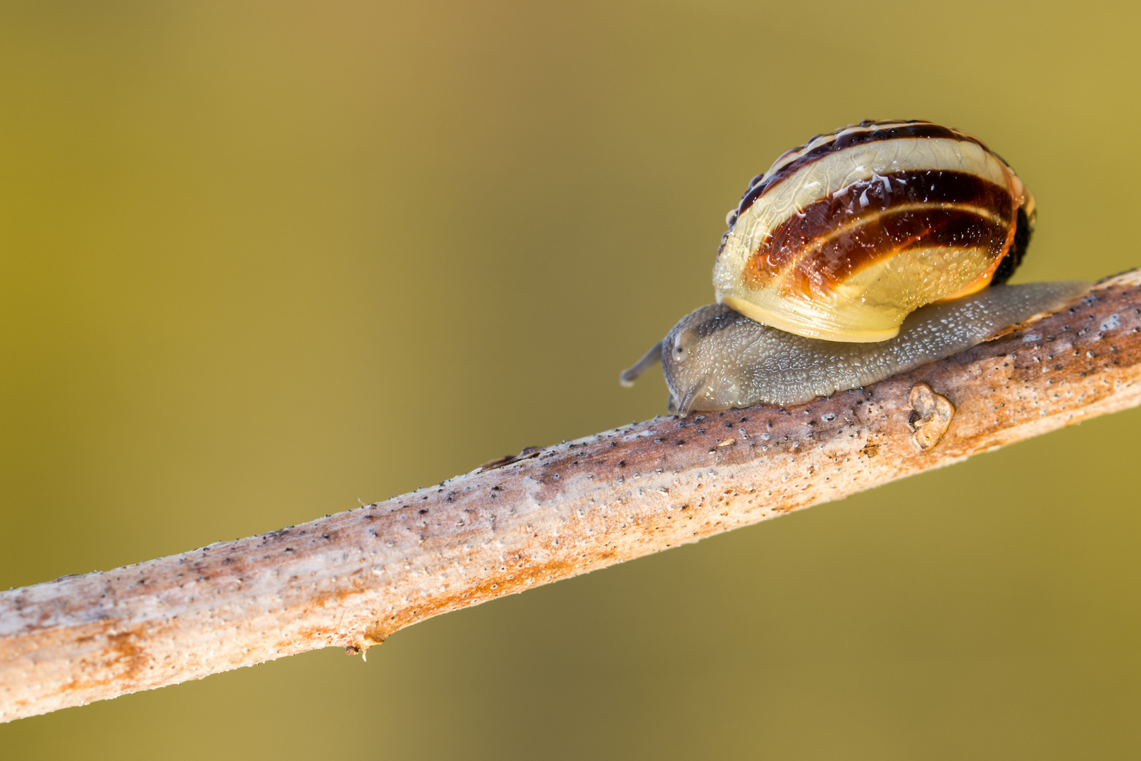 Schnecke am Morgen vertreibt Kummer und Sorgen