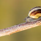 Schnecke am Morgen vertreibt Kummer und Sorgen