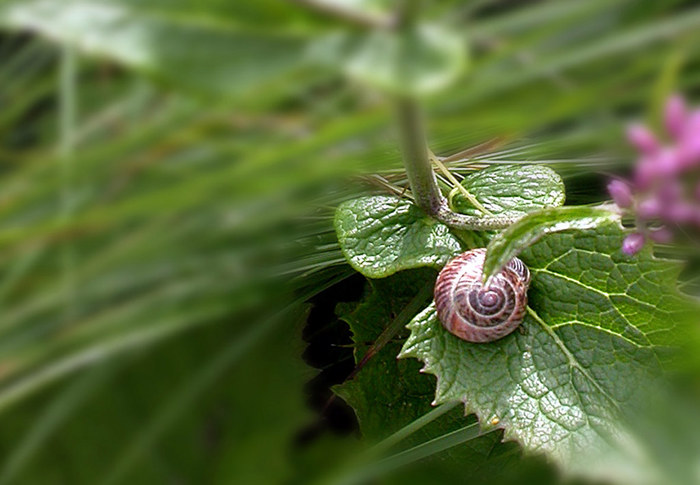 Schnecke am See