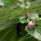 Schnecke am See