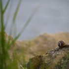 Schnecke am See