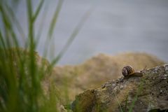 Schnecke am See