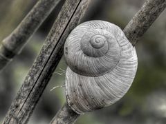 Schnecke am Spieß