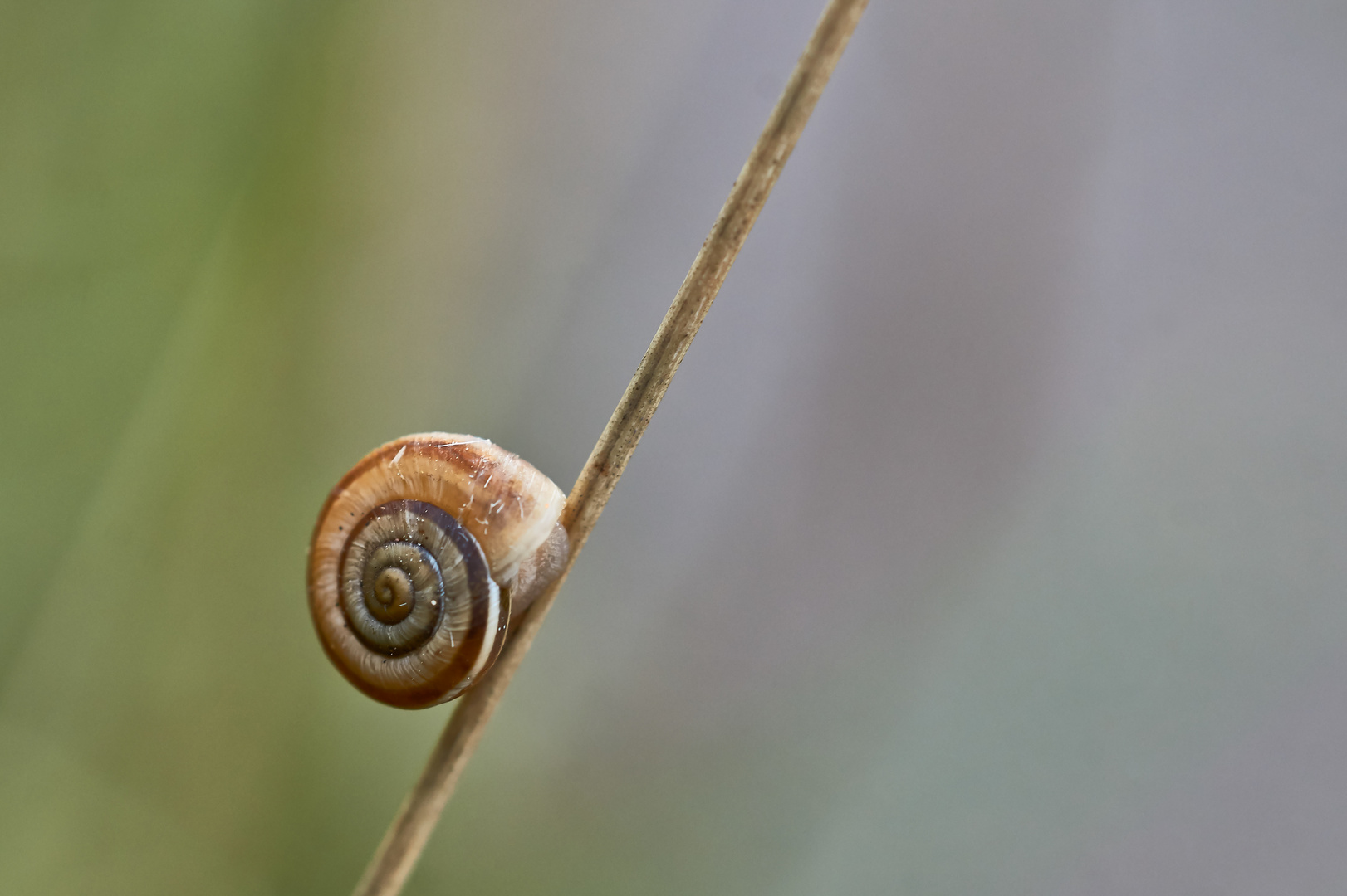 Schnecke am Stiel