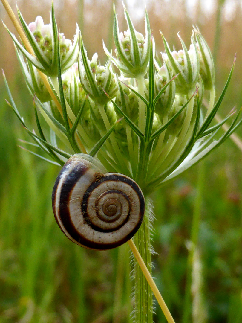 Schnecke am Stiel