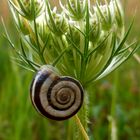 Schnecke am Stiel