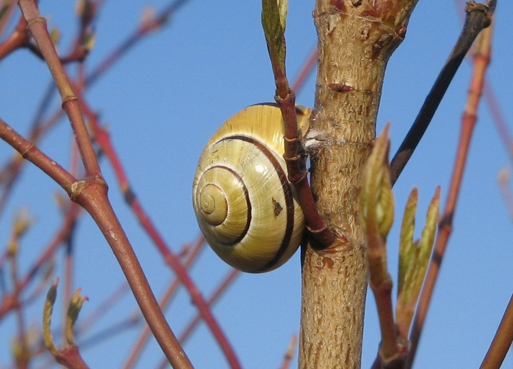 Schnecke am Stiel