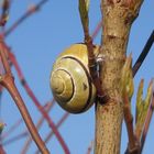 Schnecke am Stiel