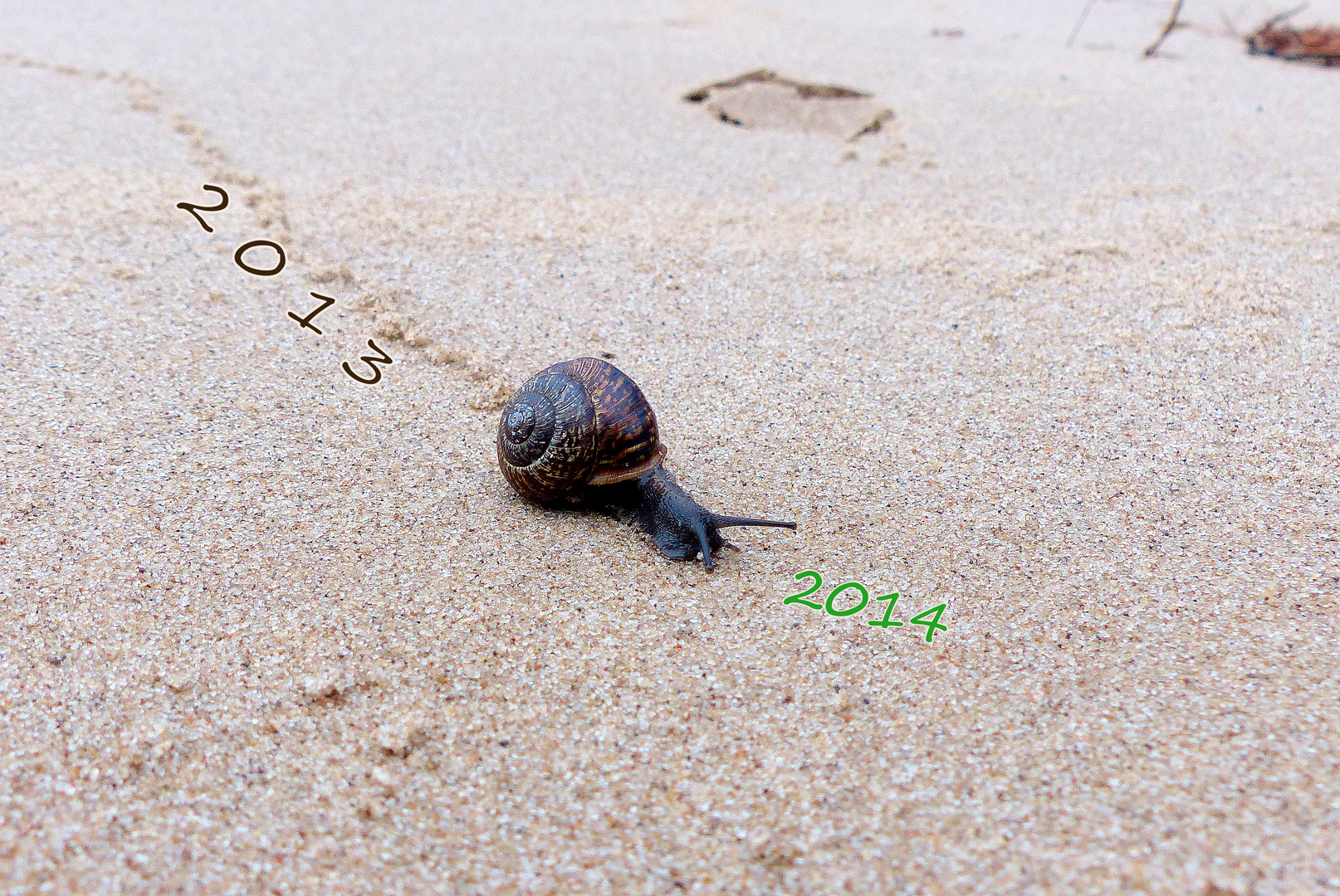 Schnecke am Strand