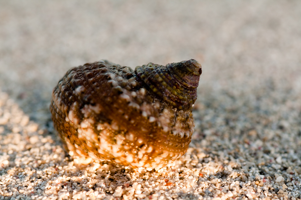 Schnecke am Strand