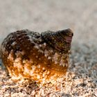 Schnecke am Strand