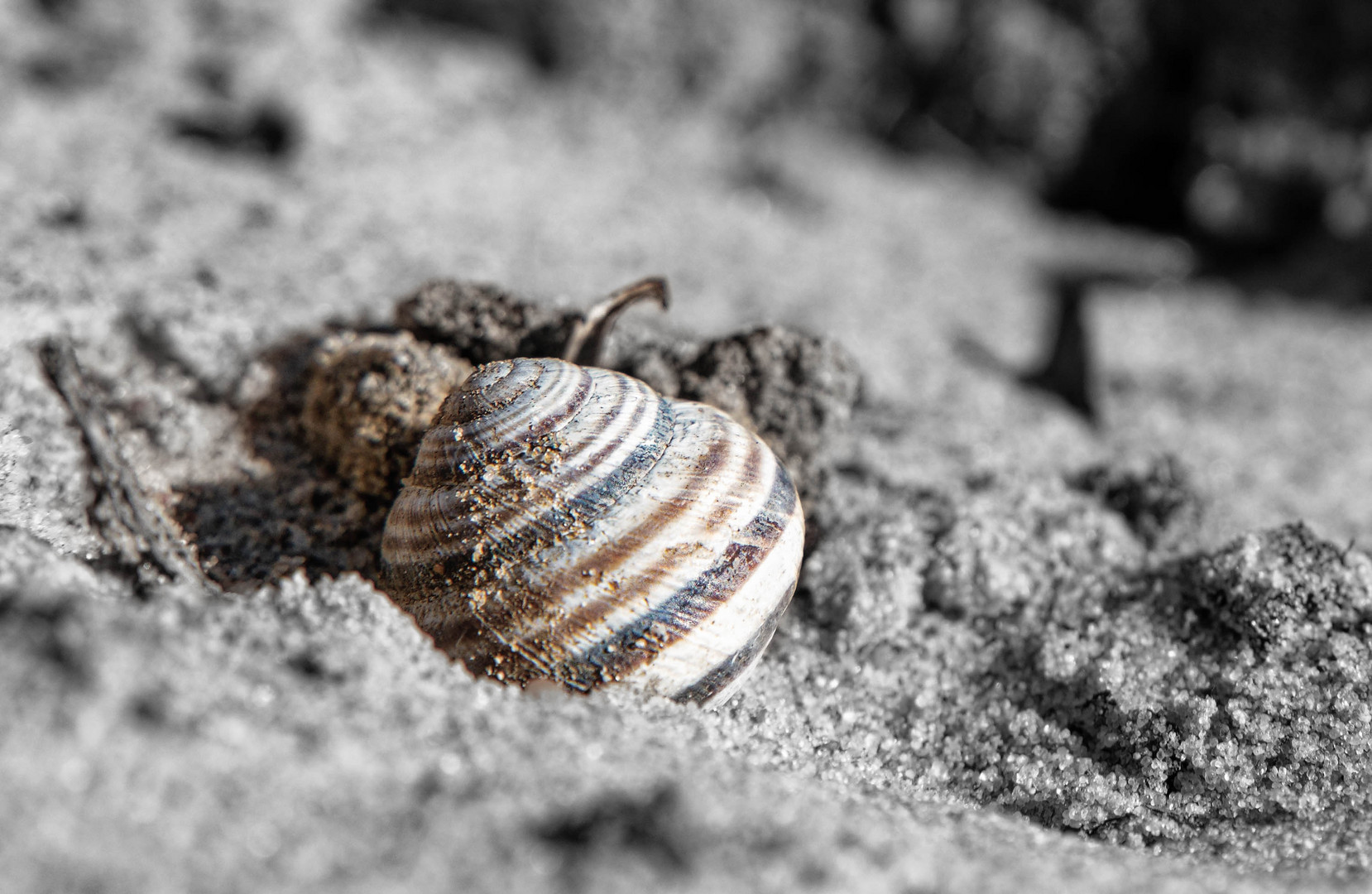 Schnecke am Strand