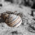 Schnecke am Strand