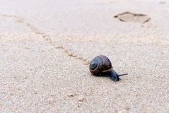 Schnecke am Strand ohne Einfügumgen