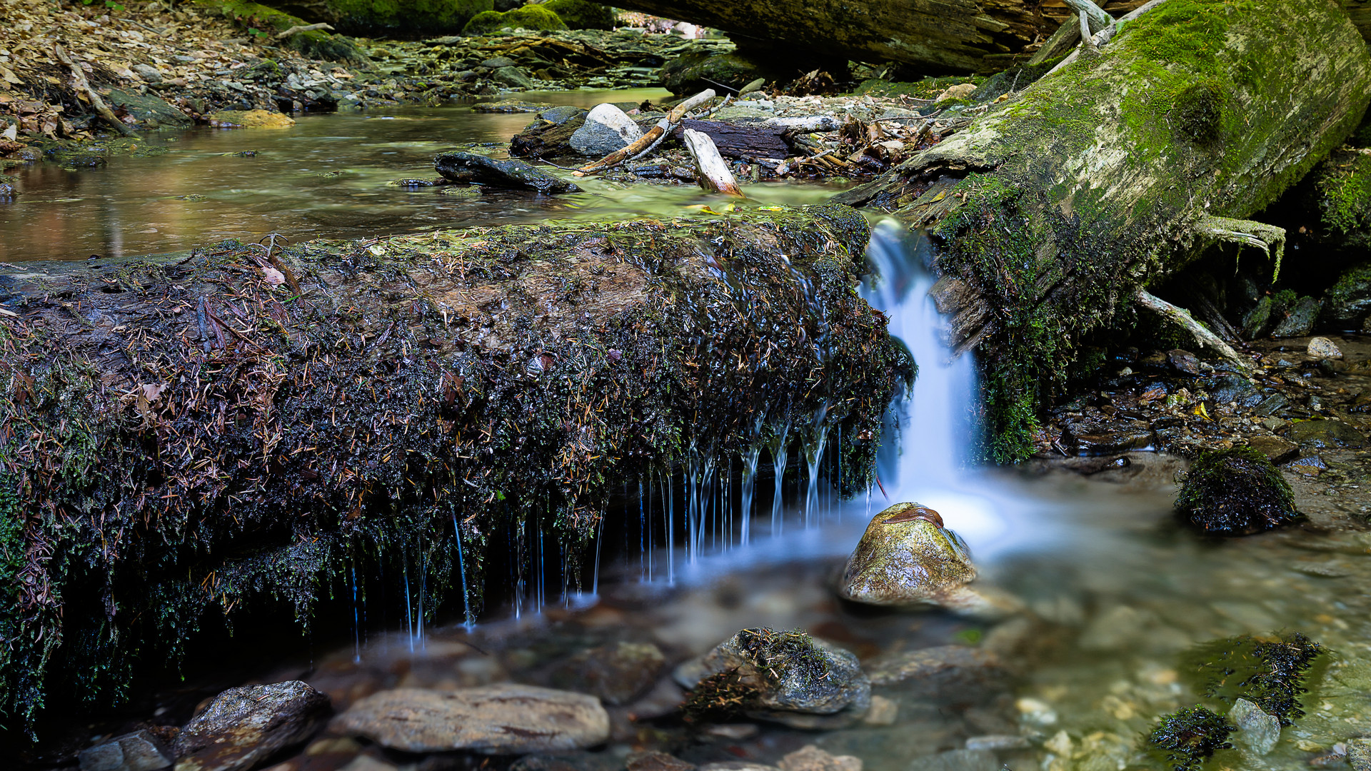 Schnecke am Wasserfall