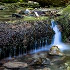 Schnecke am Wasserfall