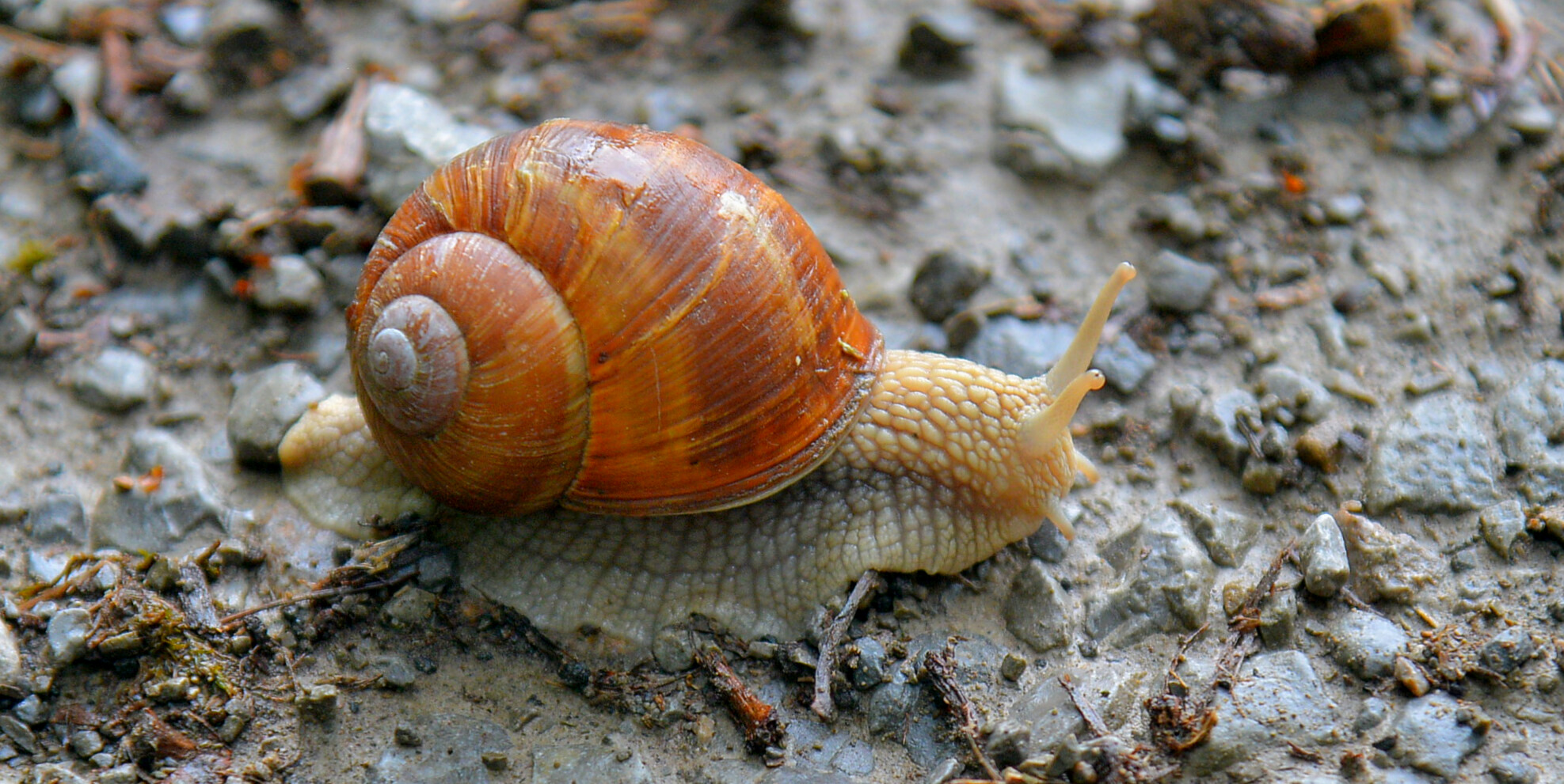 Schnecke am Weg (caracol en el camino)