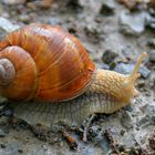 Schnecke am Weg (caracol en el camino)