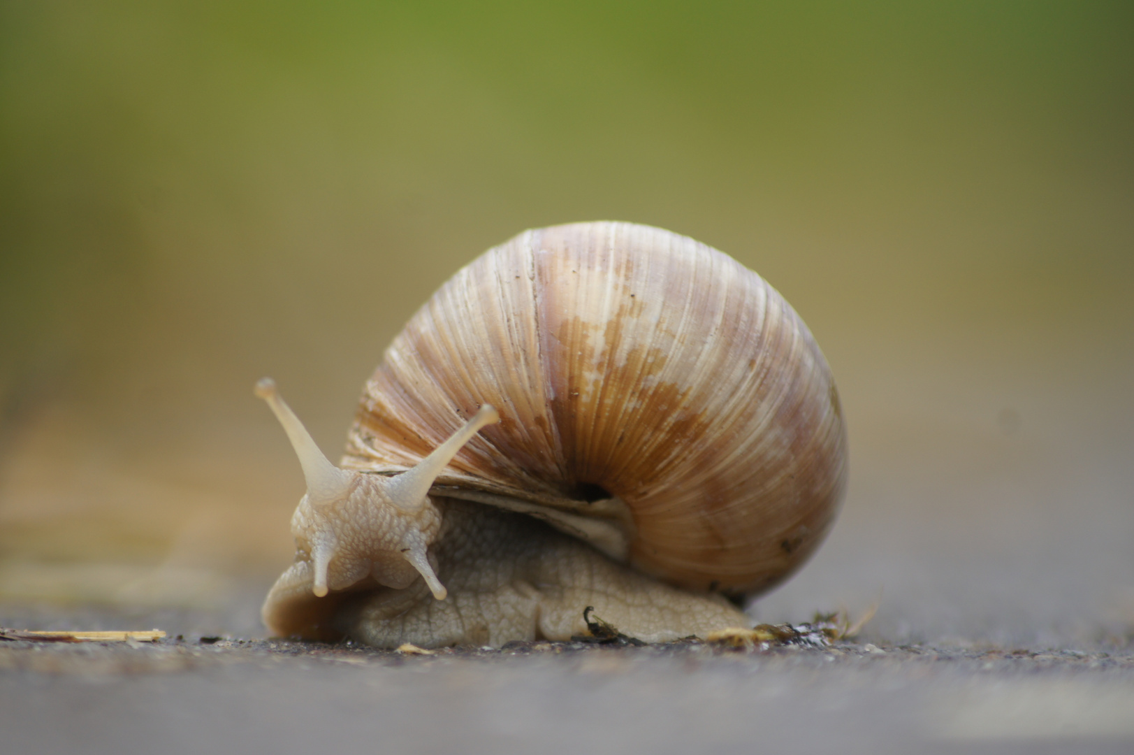 Schnecke am Wegesrand