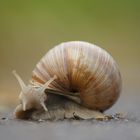 Schnecke am Wegesrand