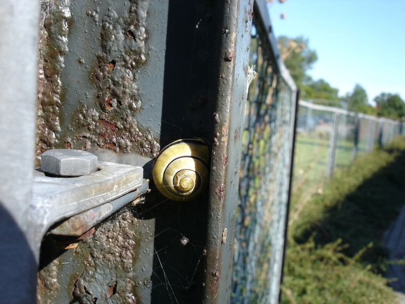 Schnecke am Zaun