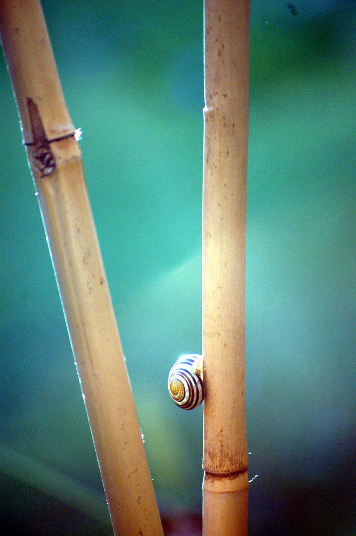 Schnecke an Bambus