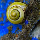 Schnecke an blauer Wand