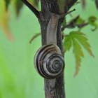 Schnecke an Bonsai