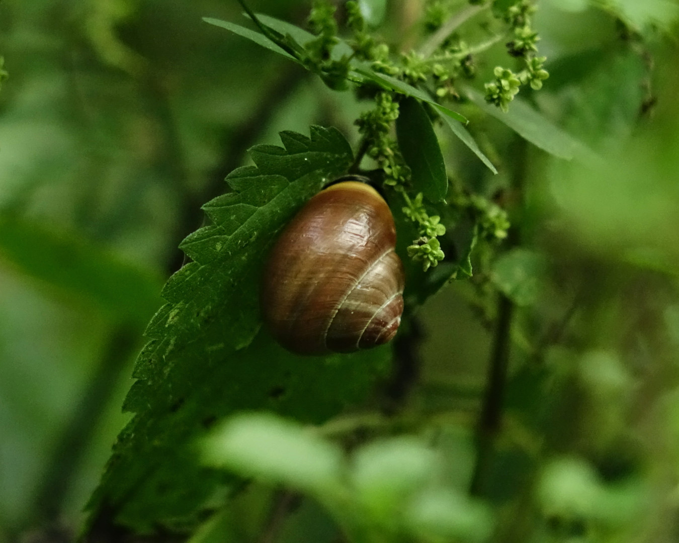 Schnecke an Brennessel