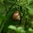 Schnecke an Brennessel